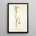 Orchis palustris - Nikolaus Joseph Freiherr von Jacquin — quadro incorniciato alla parete