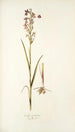 Orchis palustris - Nikolaus Joseph Freiherr von Jacquin — vista dell’opera