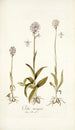 Orchis variegata - Nikolaus Joseph Freiherr von Jacquin — vista dell’opera