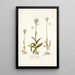 Orchis variegata - Nikolaus Joseph Freiherr von Jacquin — quadro incorniciato alla parete