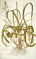 Ornithogalum caudatum - Nikolaus Joseph Freiherr von Jacquin — vista dell’opera