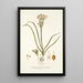 Ornithogalum coarctatum - Nikolaus Joseph Freiherr von Jacquin — quadro incorniciato alla parete