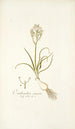 Ornithogalum comosum - Nikolaus Joseph Freiherr von Jacquin — vista dell’opera