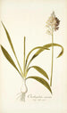 Ornithogalum conicum - Nikolaus Joseph Freiherr von Jacquin — vista dell’opera