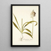 Ornithogalum conicum - Nikolaus Joseph Freiherr von Jacquin — quadro incorniciato alla parete