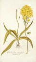 Ornithogalum flavissimum - Nikolaus Joseph Freiherr von Jacquin — vista dell’opera