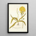 Ornithogalum flavissimum - Nikolaus Joseph Freiherr von Jacquin — quadro incorniciato alla parete