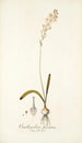 Ornithogalum fuscatum - Nikolaus Joseph Freiherr von Jacquin — vista dell’opera
