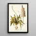 Ornithogalum lacteum - Nikolaus Joseph Freiherr von Jacquin — quadro incorniciato alla parete