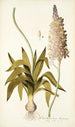 Ornithogalum lacteum - Nikolaus Joseph Freiherr von Jacquin — vista dell’opera