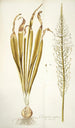 Ornithogalum latifolium - Nikolaus Joseph Freiherr von Jacquin — vista dell’opera