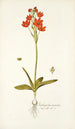 Ornithogalum miniatum - Nikolaus Joseph Freiherr von Jacquin — vista dell’opera