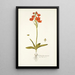 Ornithogalum miniatum - Nikolaus Joseph Freiherr von Jacquin — quadro incorniciato alla parete