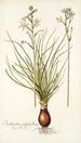 Ornithogalum polyphyllum - Nikolaus Joseph Freiherr von Jacquin — vista dell’opera