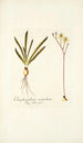 Ornithogalum secundum - Nikolaus Joseph Freiherr von Jacquin — vista dell’opera