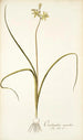 Ornithogalum suaveolens - Nikolaus Joseph Freiherr von Jacquin — vista dell’opera