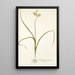 Ornithogalum suaveolens - Nikolaus Joseph Freiherr von Jacquin — quadro incorniciato alla parete