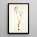 Ornithogalum tenellum - Nikolaus Joseph Freiherr von Jacquin — quadro incorniciato alla parete
