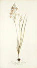 Ornithogalum tenellum - Nikolaus Joseph Freiherr von Jacquin — vista dell’opera