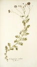 Osteospermum caeruleum - Nikolaus Joseph Freiherr von Jacquin — vista dell’opera