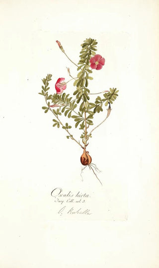 Nikolaus Joseph Freiherr von Jacquin - Oxalis hirta.webp