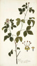 Panax aculeatum - Nikolaus Joseph Freiherr von Jacquin — vista dell’opera
