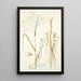 Panicum coloratum - Nikolaus Joseph Freiherr von Jacquin — quadro incorniciato alla parete
