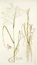 Panicum coloratum - Nikolaus Joseph Freiherr von Jacquin — vista dell’opera