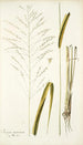 Panicum maximum - Nikolaus Joseph Freiherr von Jacquin — vista dell’opera