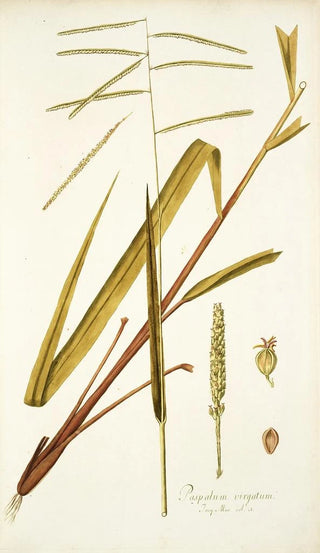 Nikolaus Joseph Freiherr von Jacquin - Paspalum virgatum.webp