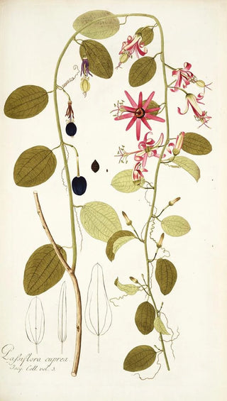 Nikolaus Joseph Freiherr von Jacquin - Passiflora cuprea.webp