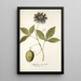 Passiflora incarnata - Nikolaus Joseph Freiherr von Jacquin — quadro incorniciato alla parete