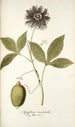 Passiflora incarnata - Nikolaus Joseph Freiherr von Jacquin — vista dell’opera