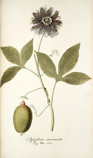 Nikolaus Joseph Freiherr von Jacquin - Passiflora incarnata.webp
