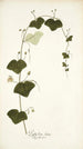 Passiflora lutea - Nikolaus Joseph Freiherr von Jacquin — vista dell’opera