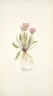 Pedicularis rosea - Nikolaus Joseph Freiherr von Jacquin — vista dell’opera