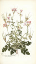 Pelargonium anemonaefolium - Nikolaus Joseph Freiherr von Jacquin — vista dell’opera