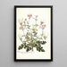 Pelargonium anemonaefolium - Nikolaus Joseph Freiherr von Jacquin — quadro incorniciato alla parete