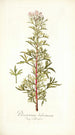 Pelargonium balsameum - Nikolaus Joseph Freiherr von Jacquin — vista dell’opera