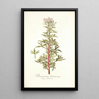 Nikolaus Joseph Freiherr von Jacquin - Pelargonium balsameum.webp