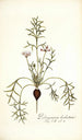 Pelargonium barbatum - Nikolaus Joseph Freiherr von Jacquin — vista dell’opera