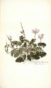 Pelargonium betonicum - Nikolaus Joseph Freiherr von Jacquin — vista dell’opera