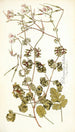 Pelargonium bullatum - Nikolaus Joseph Freiherr von Jacquin — vista dell’opera