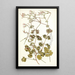 Pelargonium bullatum - Nikolaus Joseph Freiherr von Jacquin — quadro incorniciato alla parete