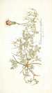 Pelargonium chamaedryfolium - Nikolaus Joseph Freiherr von Jacquin — vista dell’opera