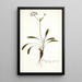 Pelargonium ciliatum - Nikolaus Joseph Freiherr von Jacquin — quadro incorniciato alla parete