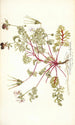 Pelargonium coriandrifolium - Nikolaus Joseph Freiherr von Jacquin — vista dell’opera