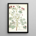 Pelargonium cortusaefolium - Nikolaus Joseph Freiherr von Jacquin — quadro incorniciato alla parete