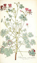 Pelargonium cortusaefolium - Nikolaus Joseph Freiherr von Jacquin — vista dell’opera