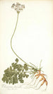 Pelargonium daucoides - Nikolaus Joseph Freiherr von Jacquin — vista dell’opera